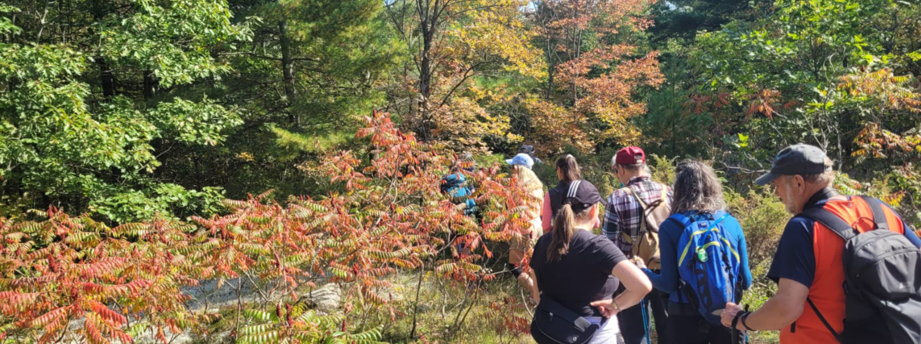 picture of people hiking in the woods