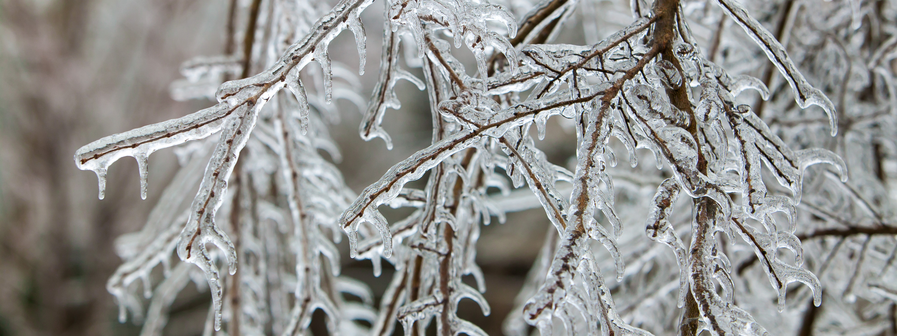 Ice covered trees